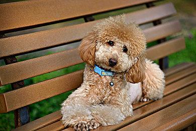 迪士尼位置游戏《Disney STEP》招募B测 2025年春免费发布